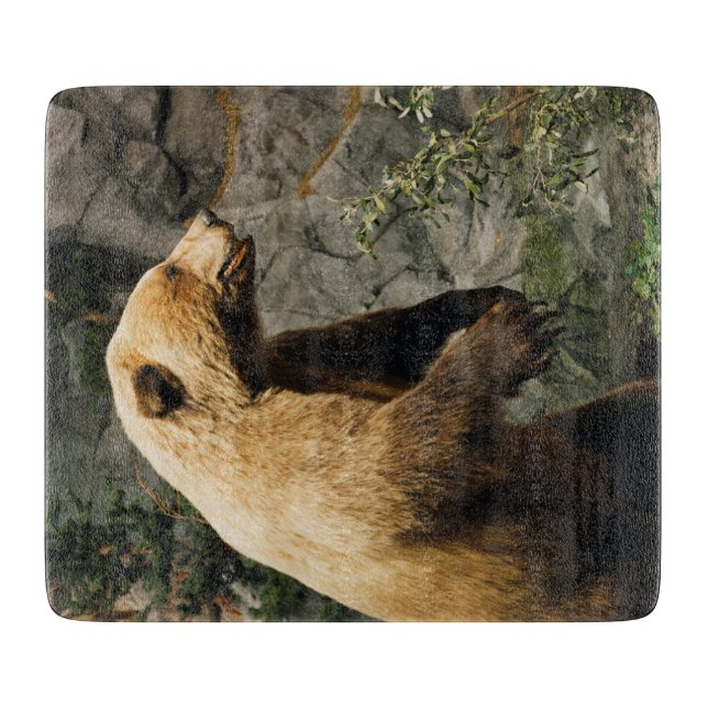 Proud Bear (Framsidan)