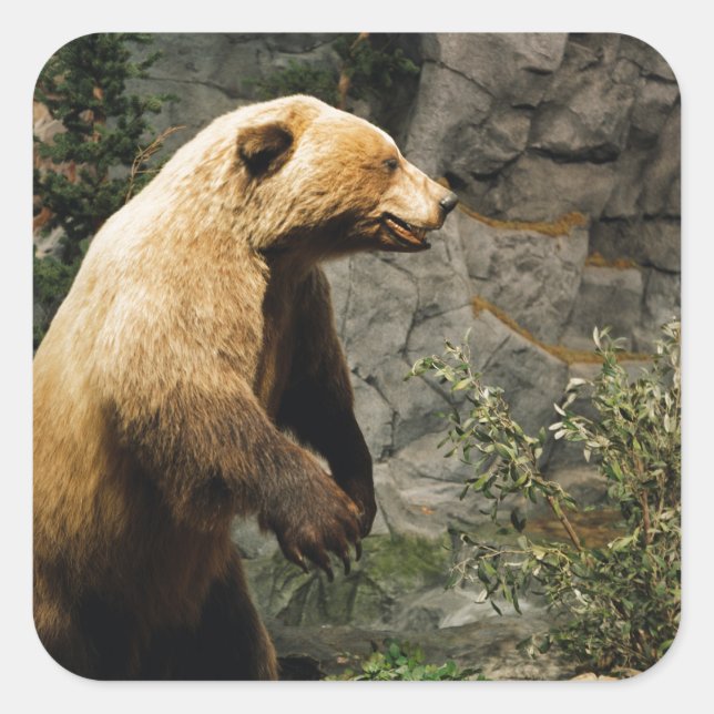 Proud Bear Fyrkantigt Klistermärke (Framsida)