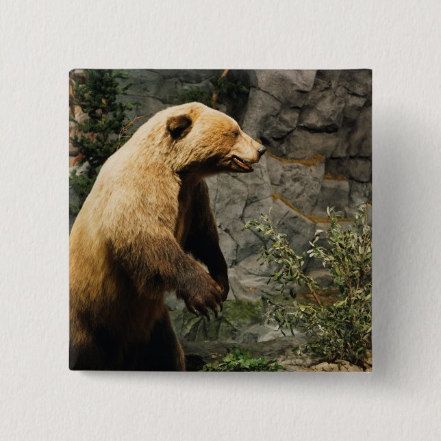 Proud Bear Knapp (Framsida)