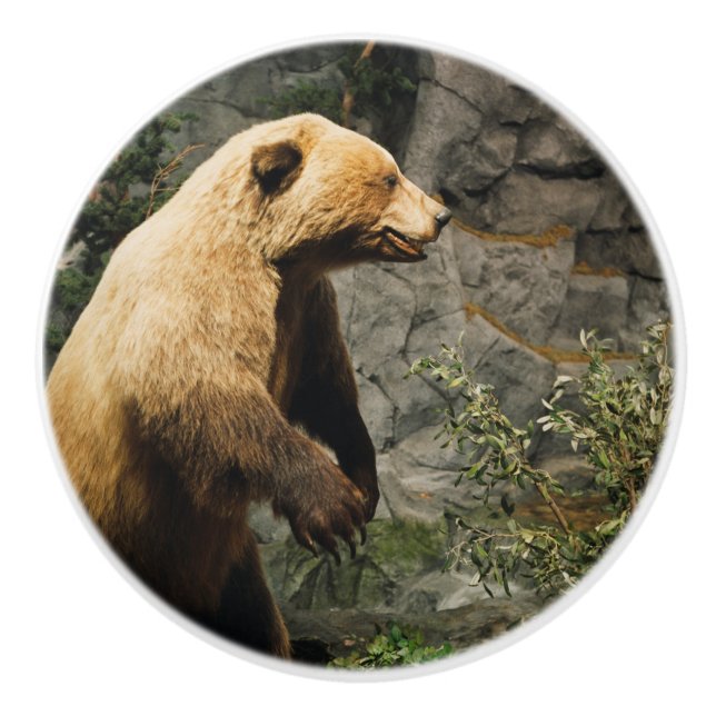 Proud Bear Knopp (Framsidan)