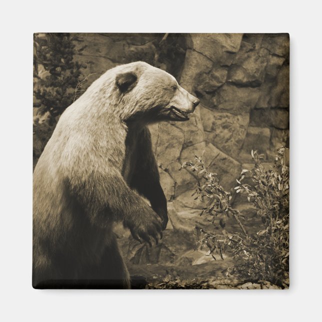 Proud Bear Magnet (Framsidan)