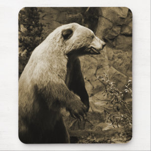 Proud Bear Musmatta
