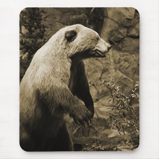 Proud Bear Musmatta (Framsidan)