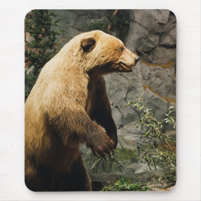 Proud Bear Musmatta (Framsidan)