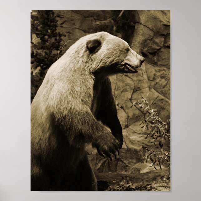 Proud Bear Poster (Framsidan)