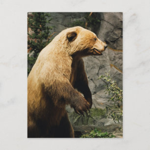 Proud Bear Vykort