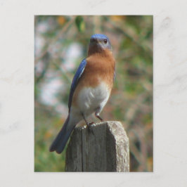 Proud Bluebird Postcard Vykort