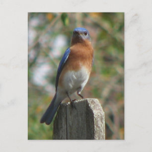 Proud Bluebird Postcard Vykort