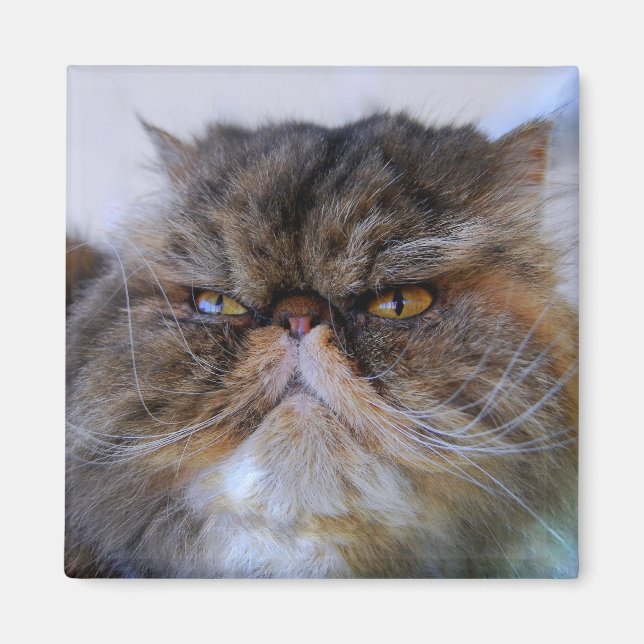 Proud Calico Persian Cat Magnet (Framsidan)