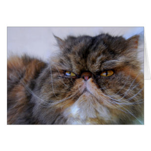 Proud Calico Persian Kattunge Card Hälsningskort