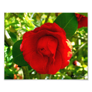 Proud Camelia Fototryck