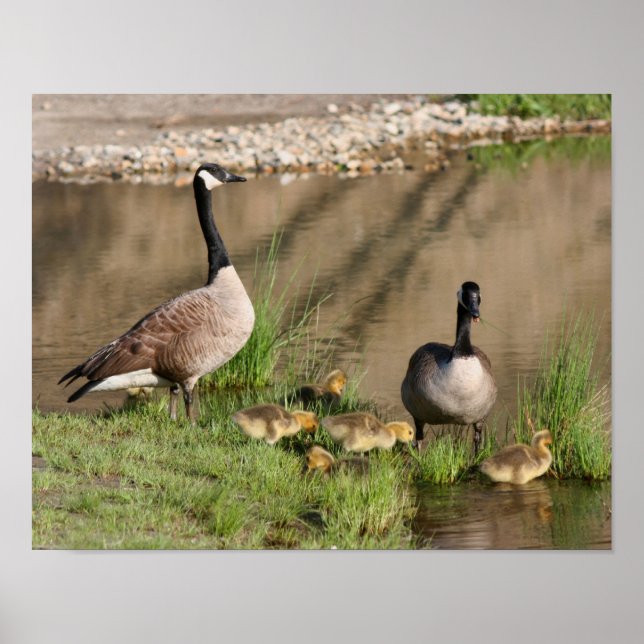 Proud Canada Goose Family Wildlife Poster (Framsidan)