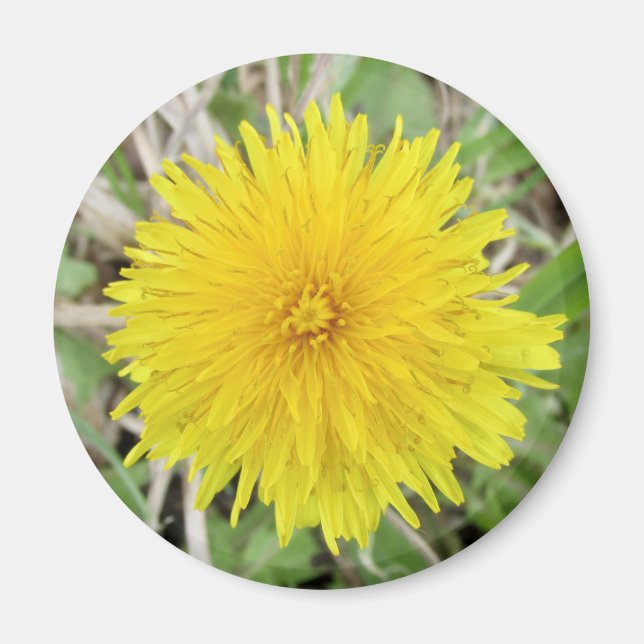 Proud Dandelion Flower. Magnet (Framsidan)
