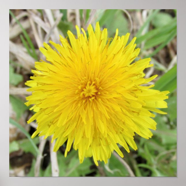 Proud Dandelion Flower. Poster (Framsidan)