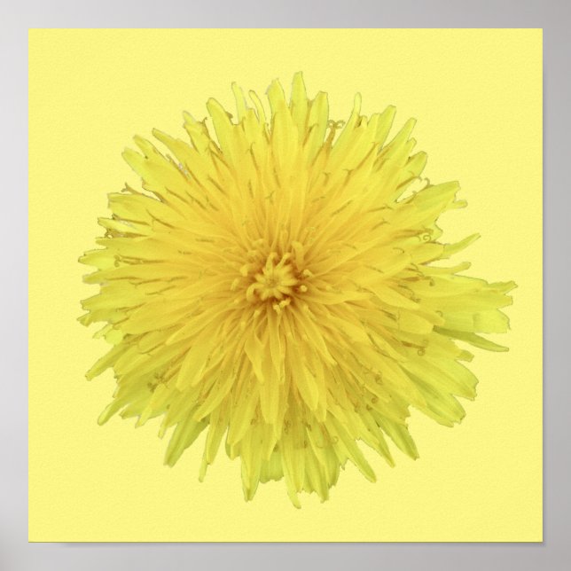 Proud Dandelion Flower - transparent. Poster (Framsidan)