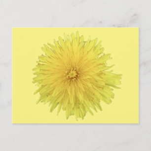 Proud Dandelion Flower - transparent. Vykort