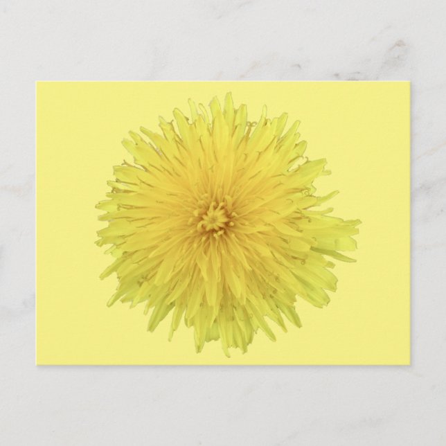 Proud Dandelion Flower - transparent. Vykort (Framsida)