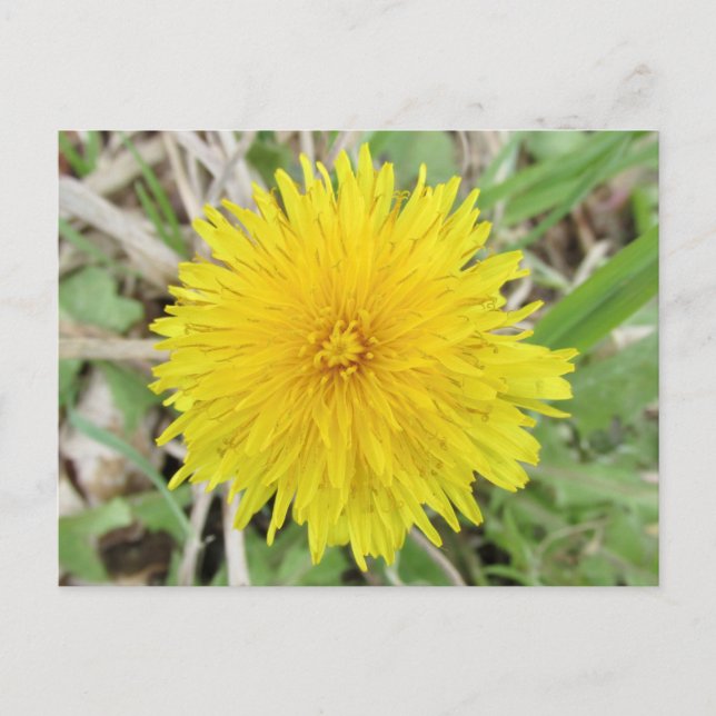 Proud Dandelion Flower. Vykort (Framsida)