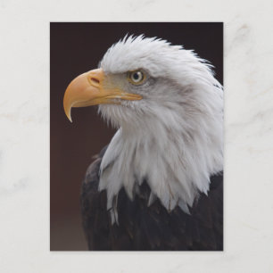 Proud Eagle-vykort Vykort