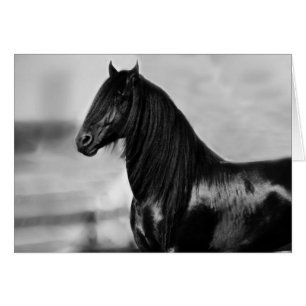 Proud Friesian Black Stallion Häst Hälsningskort