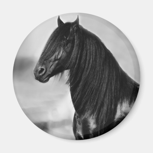 Proud Friesian Black Stallion Häst Magnet (Framsidan)