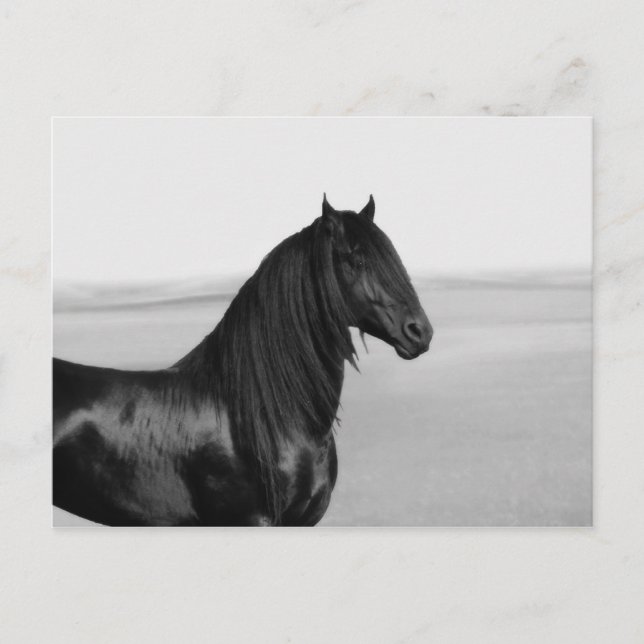 Proud Friesian Black Stallion Häst Vykort (Framsida)