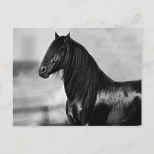 Proud Friesian Black Stallion Häst Vykort