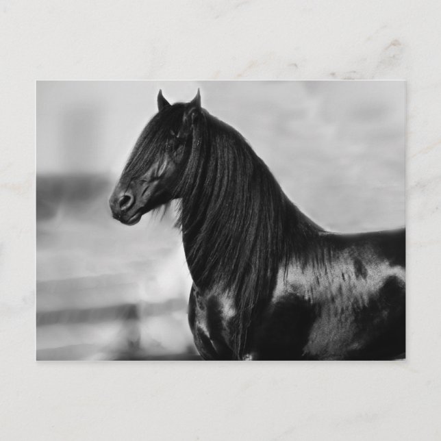 Proud Friesian Black Stallion Häst Vykort (Framsida)