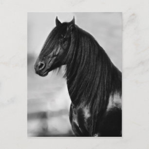 Proud Friesian Black Stallion Häst Vykort