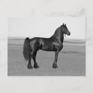 Proud Friesian Black Stallion Häst Vykort
