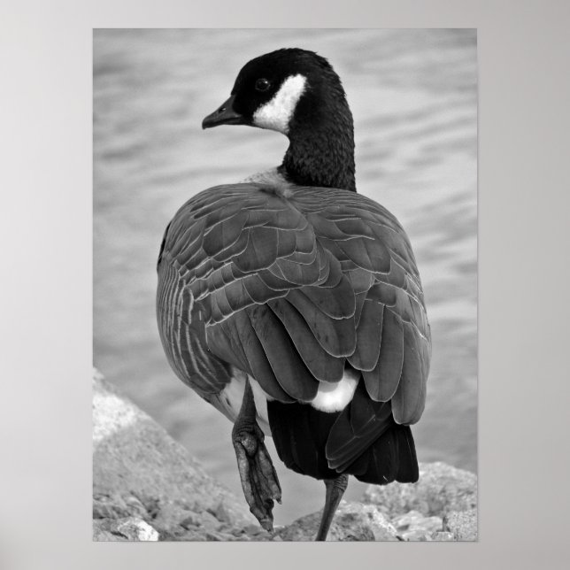 Proud Goose Poster (Framsidan)