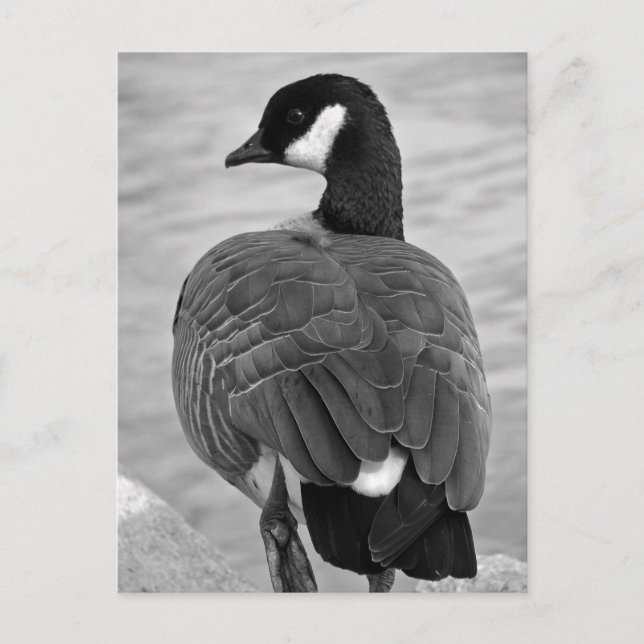Proud Goose Vykort (Framsida)