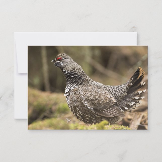 Proud Grouse (Framsida)