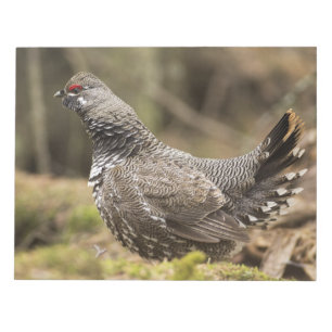 Proud Grouse Anteckningsblock