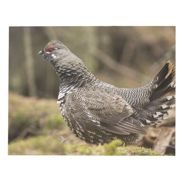 Proud Grouse Anteckningsblock (Framsida)