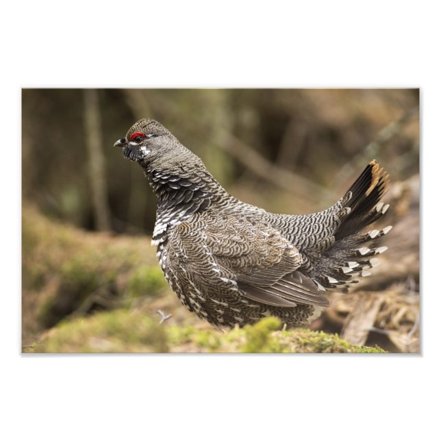 Proud Grouse Fototryck (Framsidan)