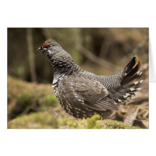 Proud Grouse Hälsningskort