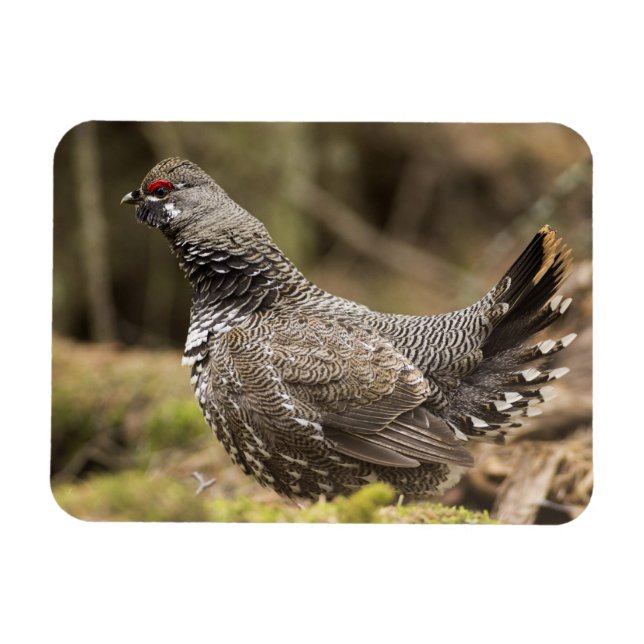 Proud Grouse Magnet (Horisontell)