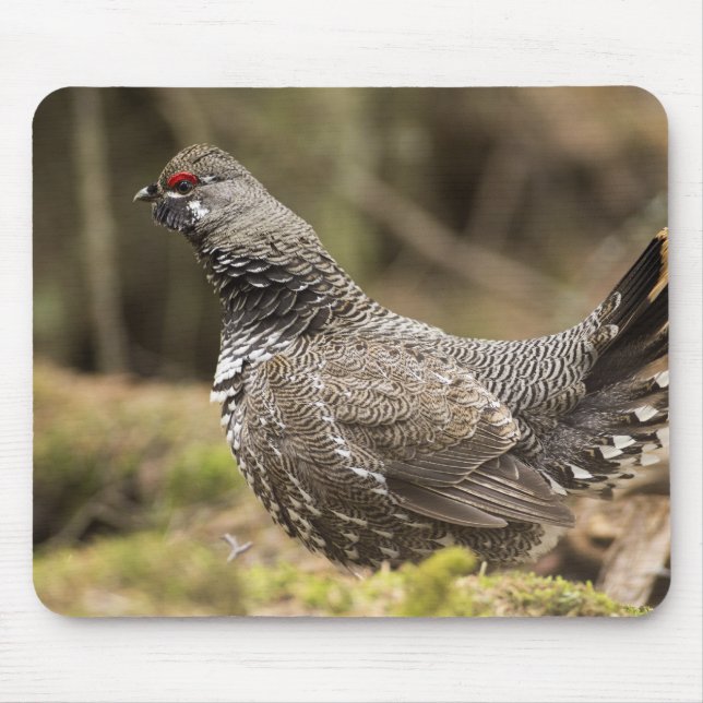 Proud Grouse Musmatta (Framsidan)