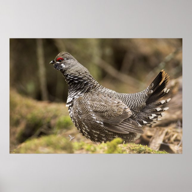 Proud Grouse Poster (Framsidan)