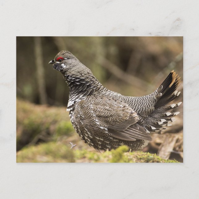 Proud Grouse Vykort (Framsida)