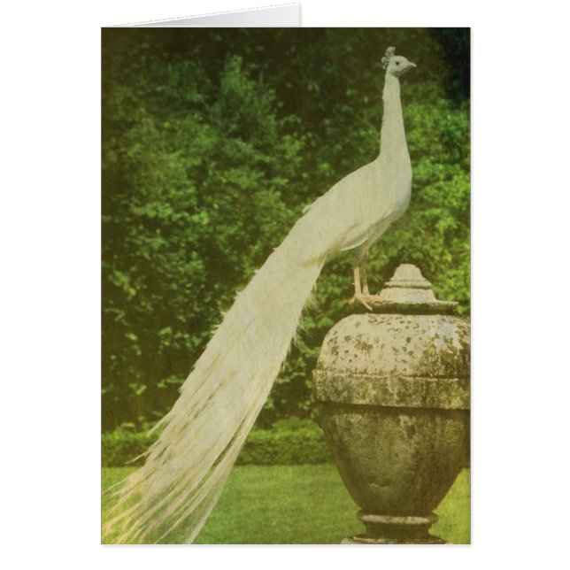 Proud Hälsningskort (Framsidan)