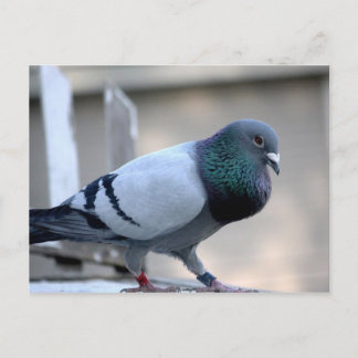 Proud Homing Pigeon-vykort Vykort