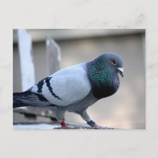 Proud Homing Pigeon-vykort Vykort (Framsida)