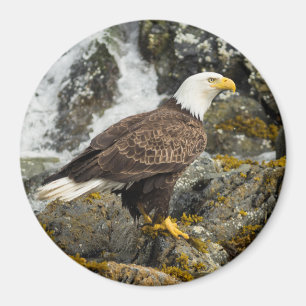 Proud Örn Magnet