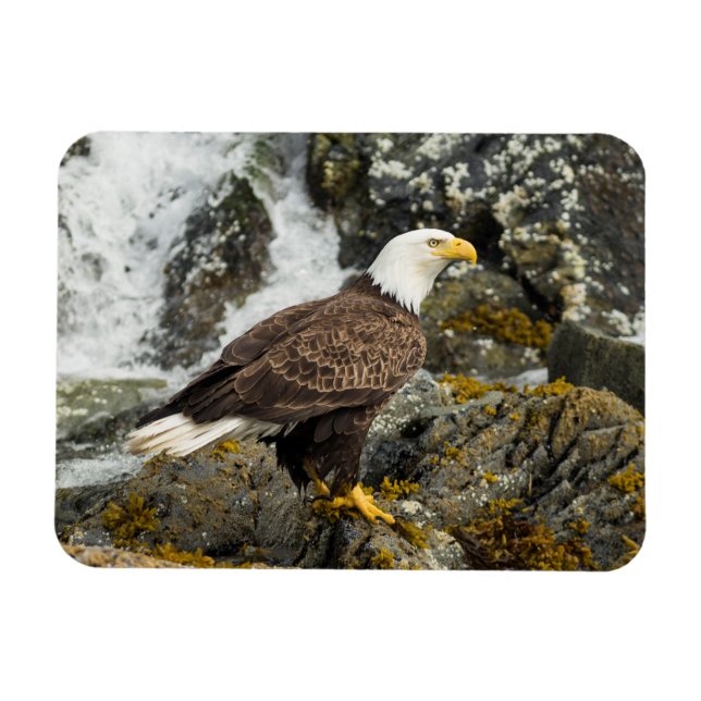 Proud Örn Magnet (Horisontell)
