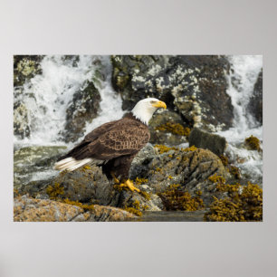 Proud Örn Poster