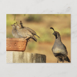 Proud Pappa Quail Vykort