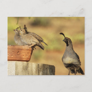 Proud Pappa Quail Vykort