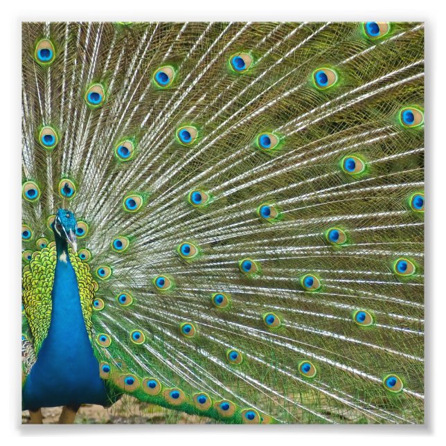 Proud Peacock Feathers Fototryck (Framsidan)